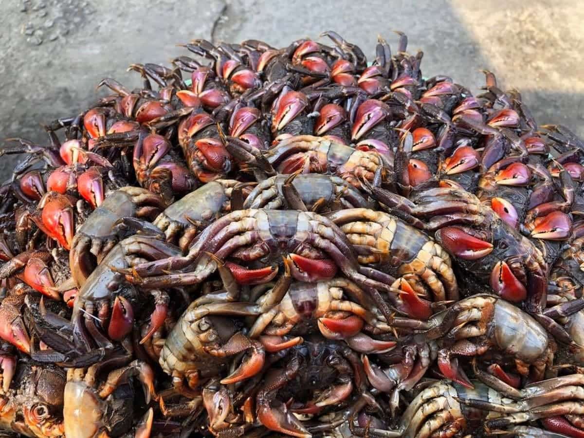 Ba khía Rạch Gốc