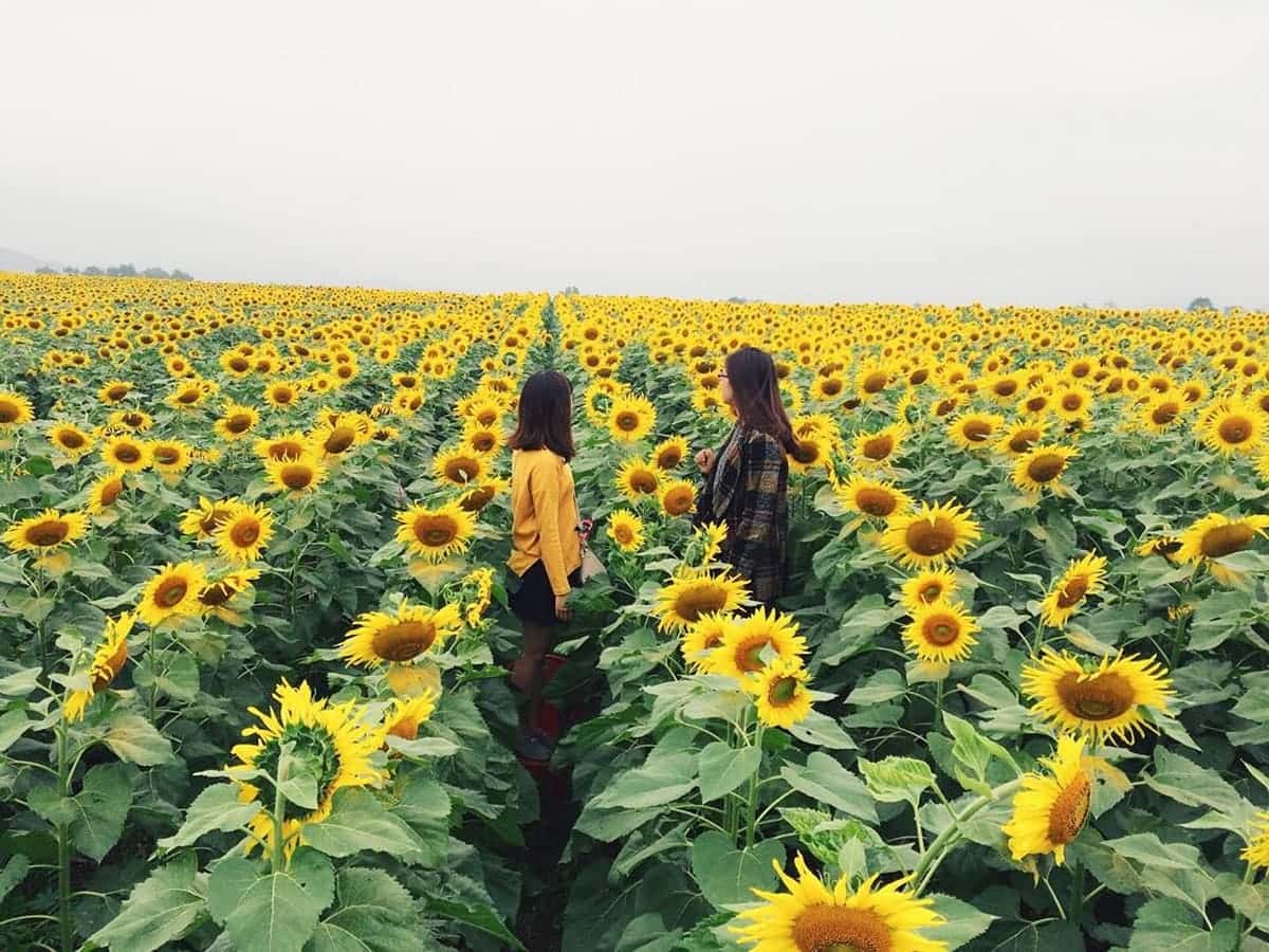 Cánh đồng hoa hướng dương Tà Nung