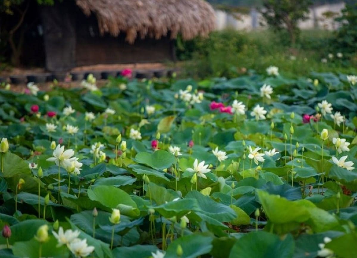 Chèo xuồng qua đồng sen ở Gáo Giồng