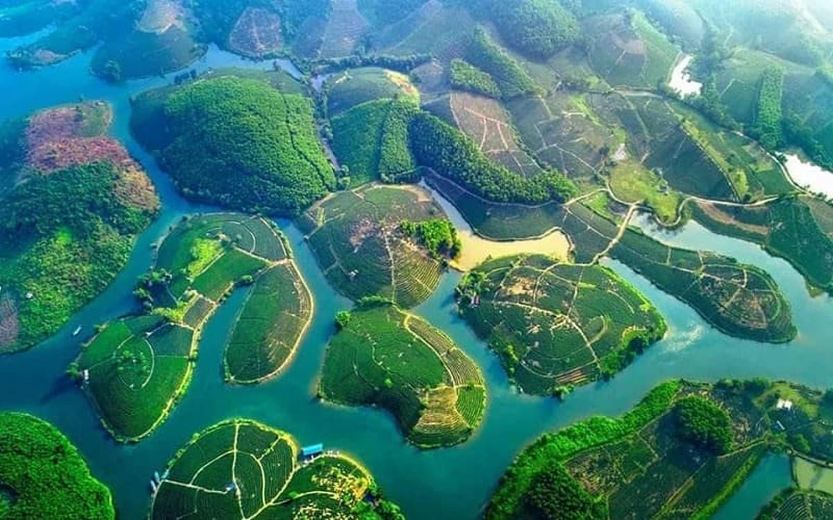 Đảo chè Thanh Chương