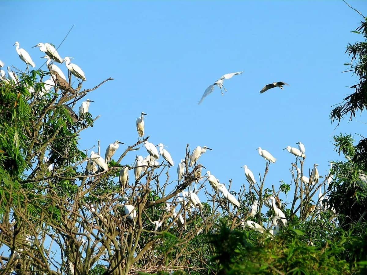 Đảo cò Chi Lăng