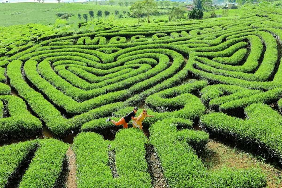 Đồi chè trái tim