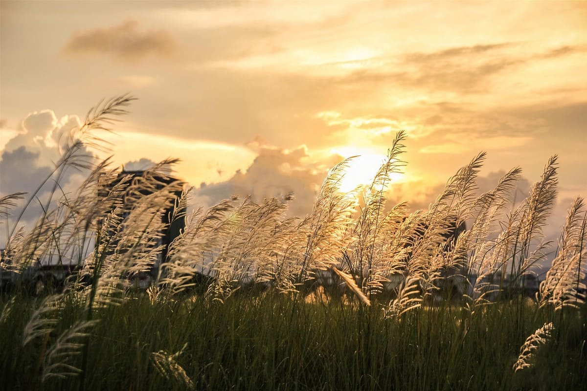 Đồng cỏ lau Hoành Mô