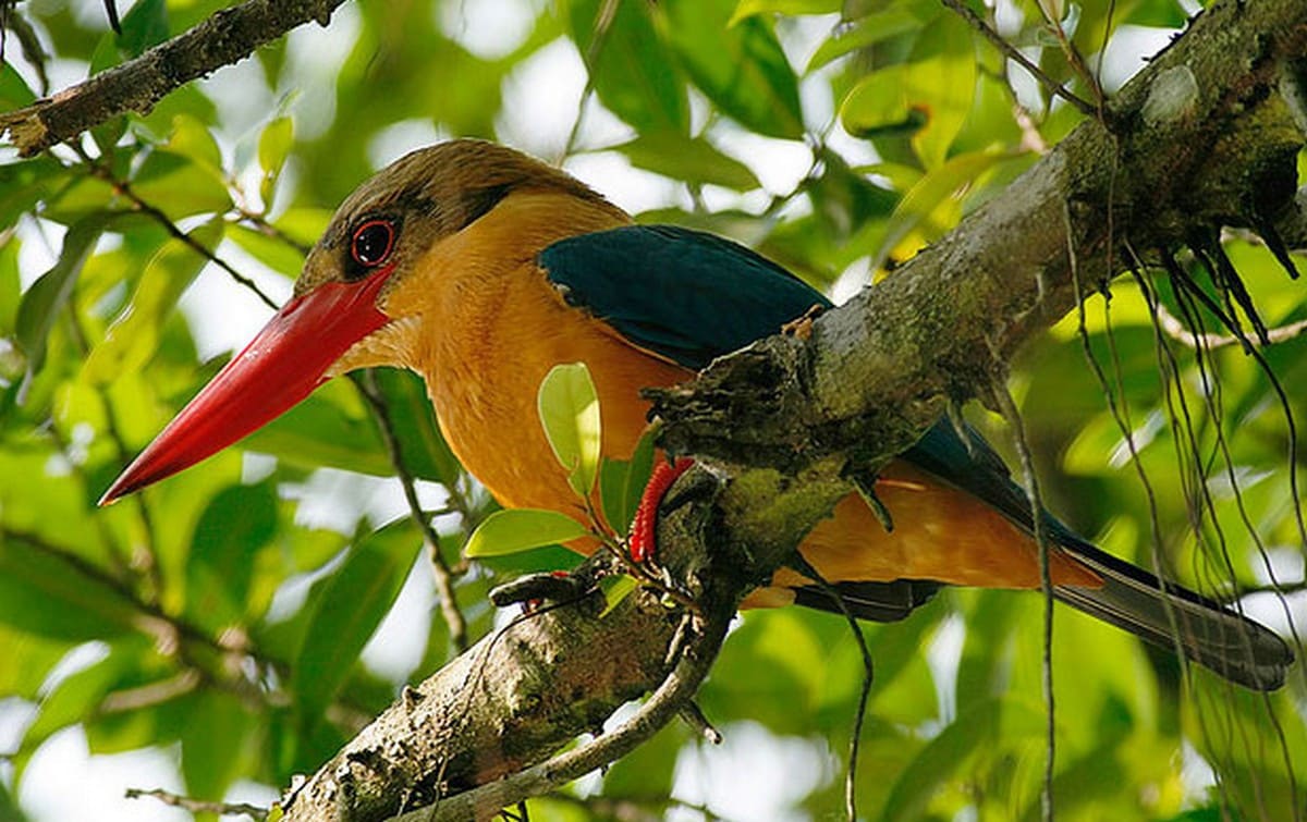 Vườn quốc gia Chư Yang Sin