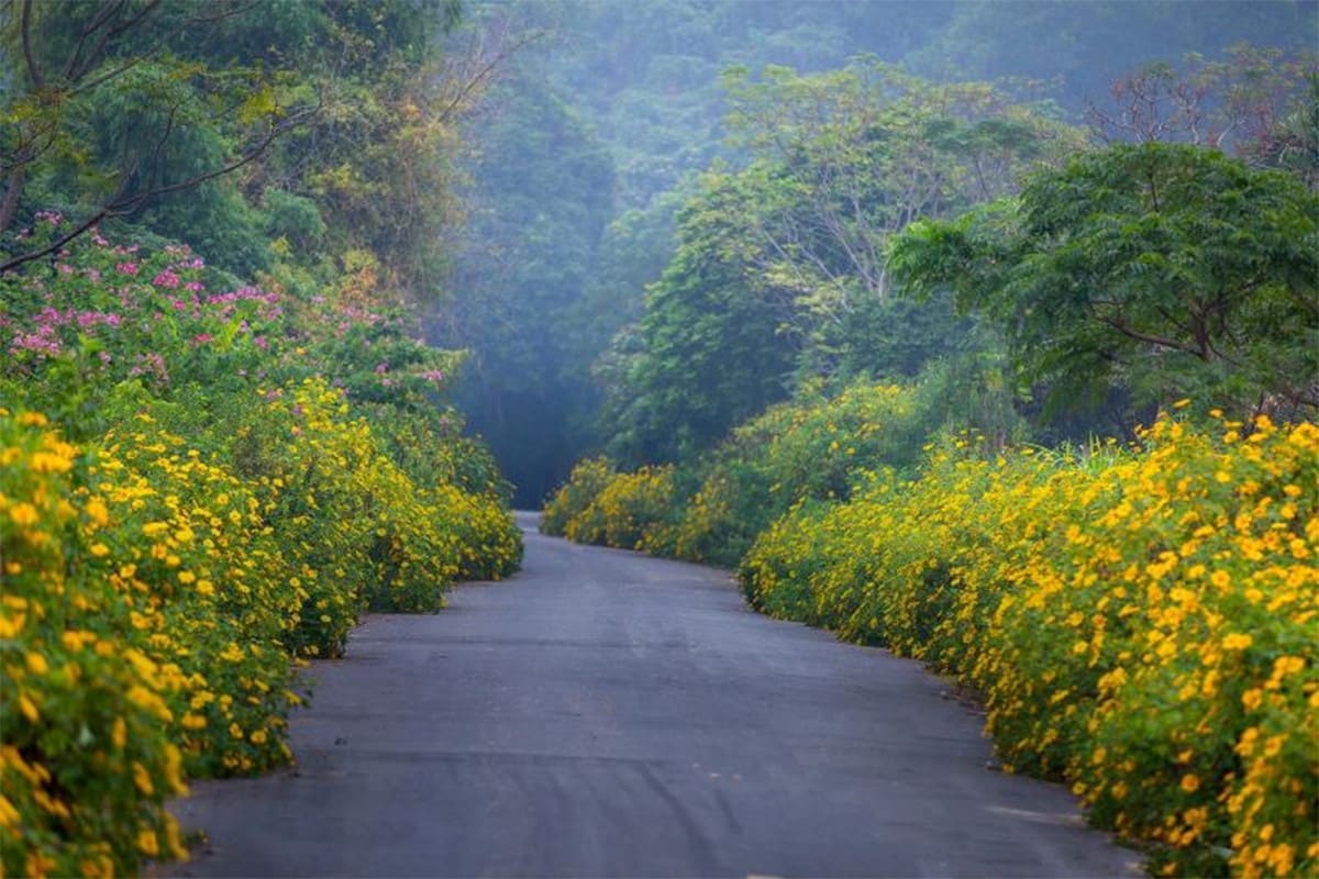 Mùa hoa dã quỳ Ba Vì