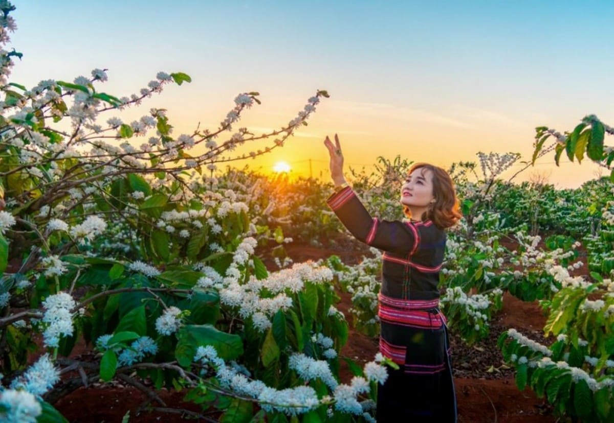 Mùa xuân hoa cà phê