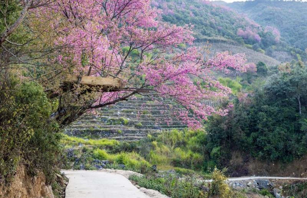 Mùa xuân hoa đào ở Mù Cang Chải nở rộ