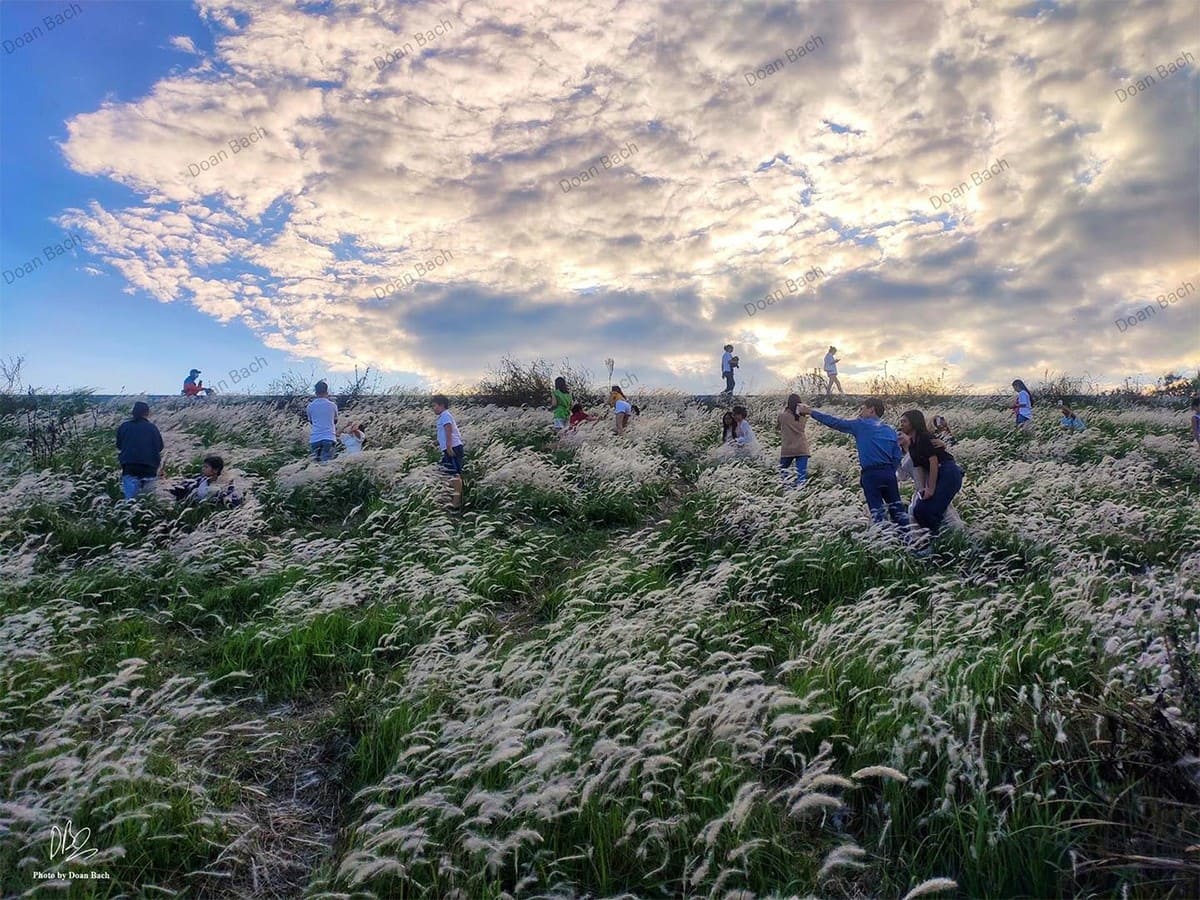 Ngắm cỏ lau Hoành Mô