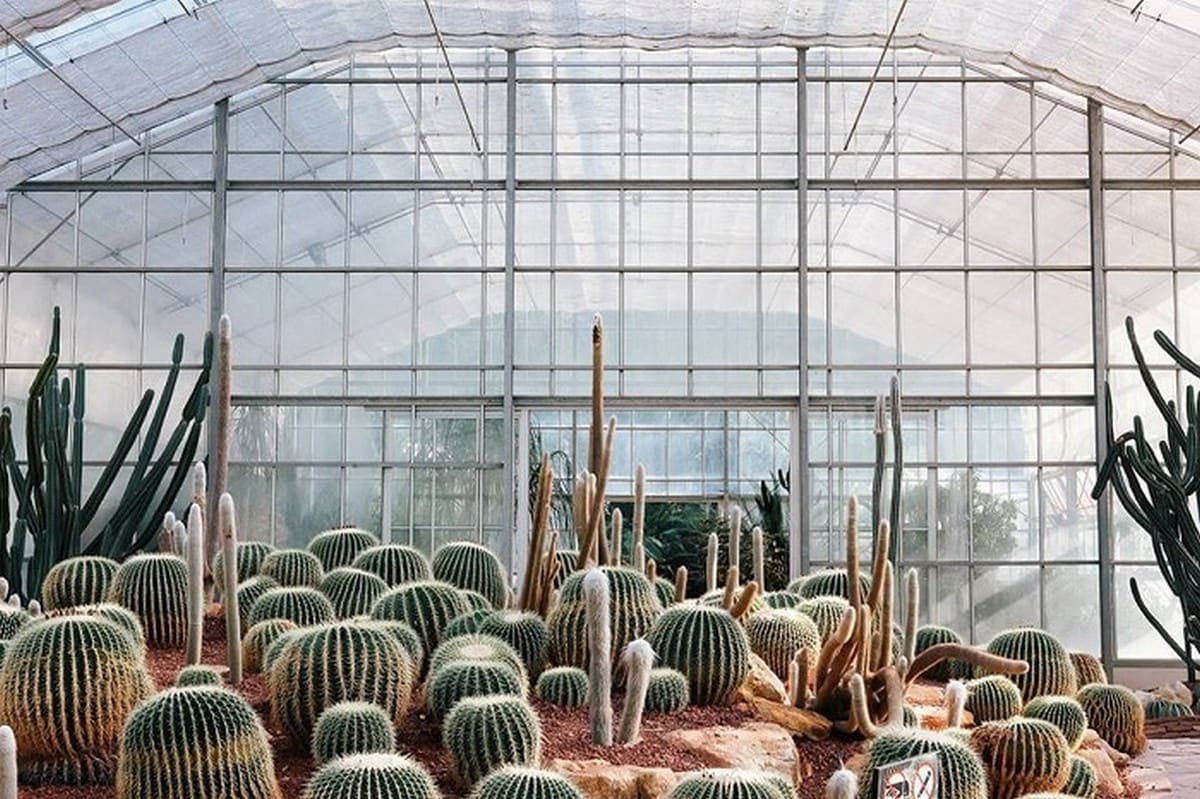Nhà kính xương rồng
