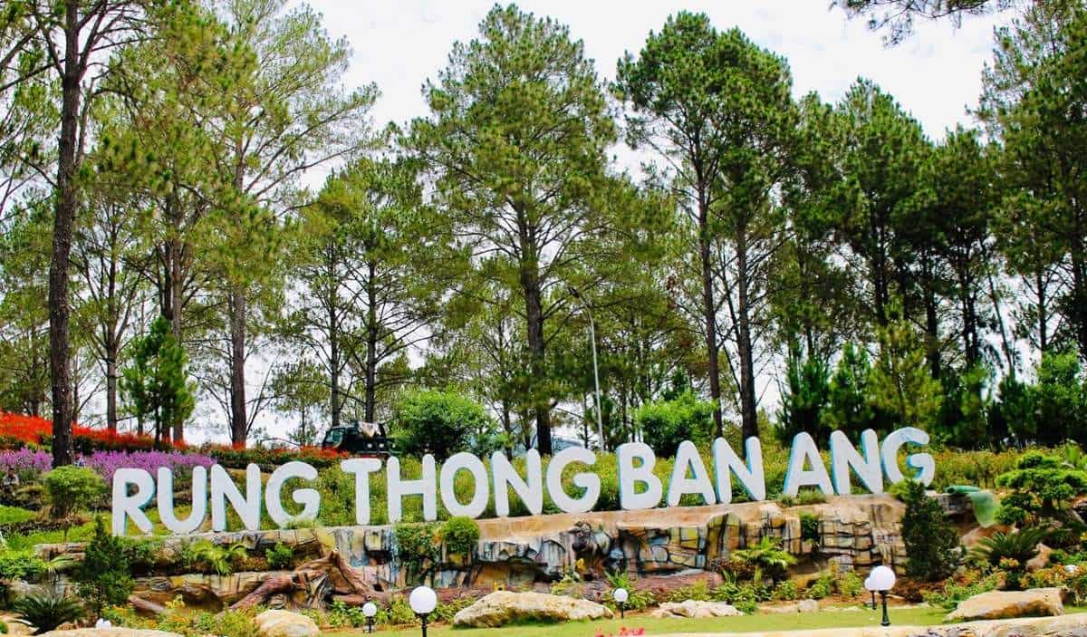 Rừng thông bản Áng