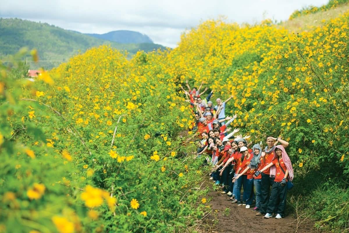 Tháng 11-12 là thời điểm hoa dã quỳ nở rộ ở Gia Lai