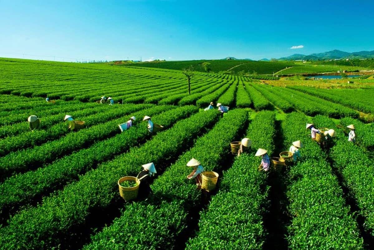 Tháng 3-5 là thời điểm đồi chè xanh mướt