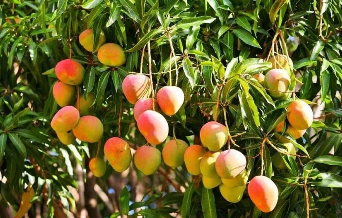 Trải nghiệm hái trái cây tại Lái Thiêu