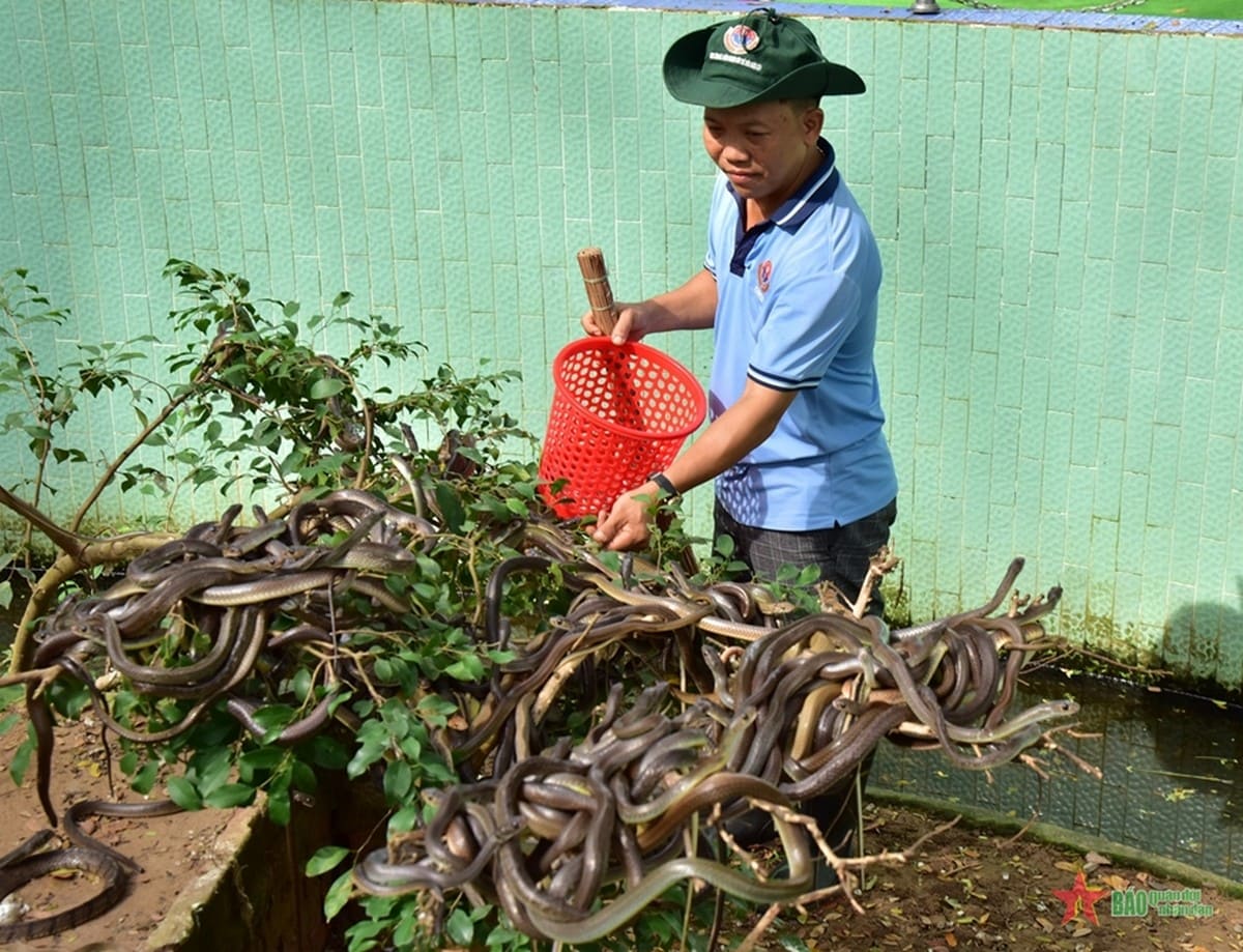 Trại Rắn Đồng Tâm