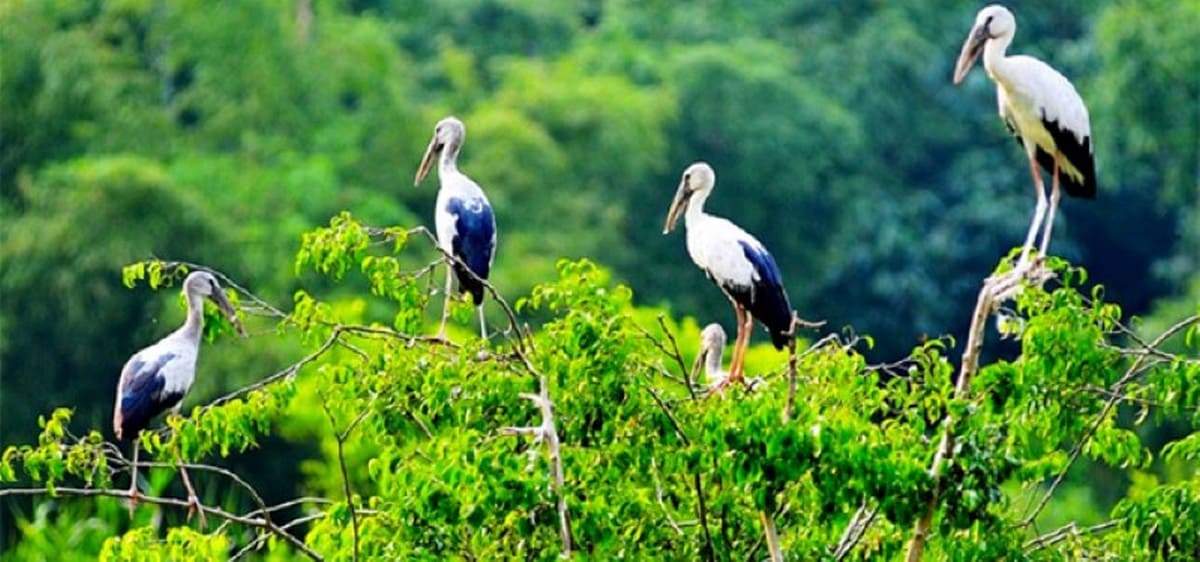 Trải nghiệm quan sát chim tại vườn chim Bạc Liêu