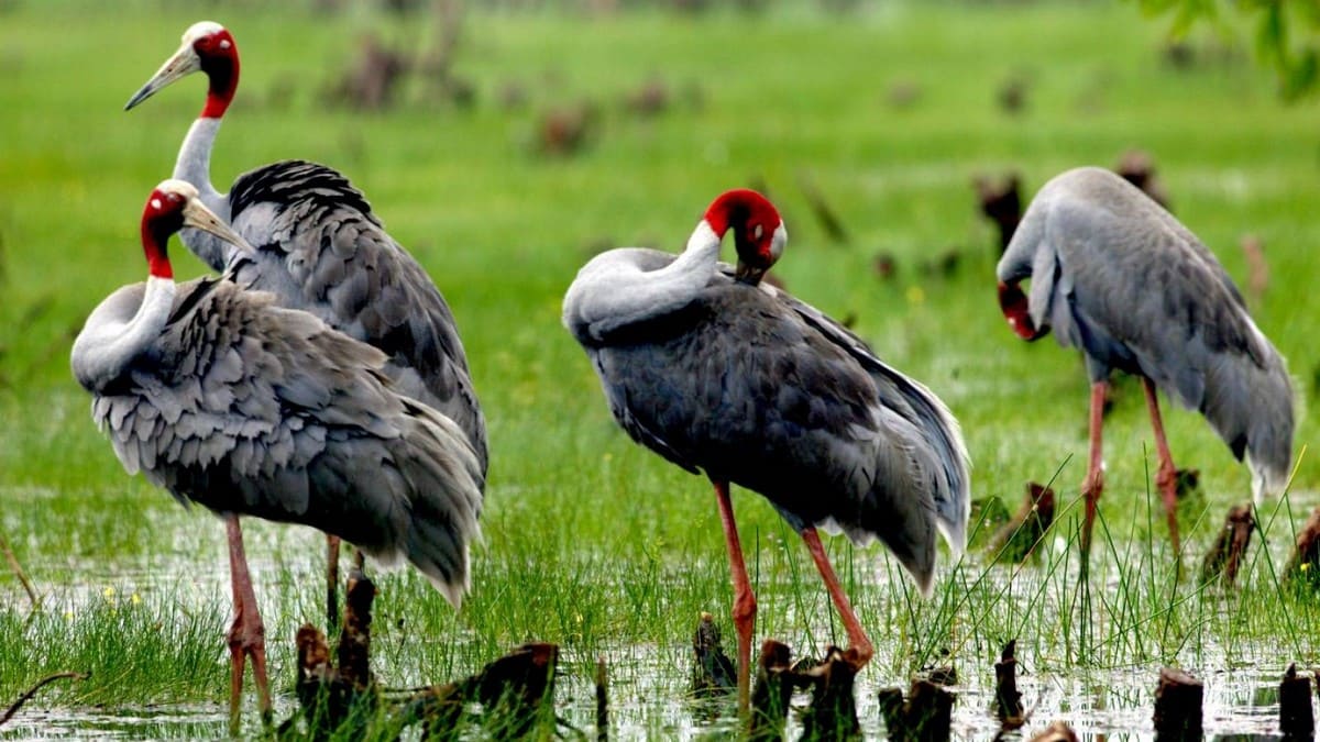 Vườn chim Trà Sư