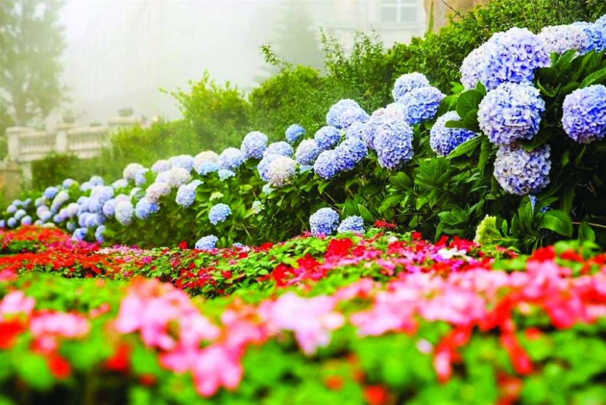 Vườn hoa Le Jardin D’Amour